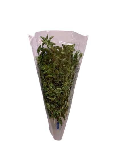 Orégano